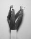 © Isabelle Wenzel, Untitled #01, from the series Models of Surfaces